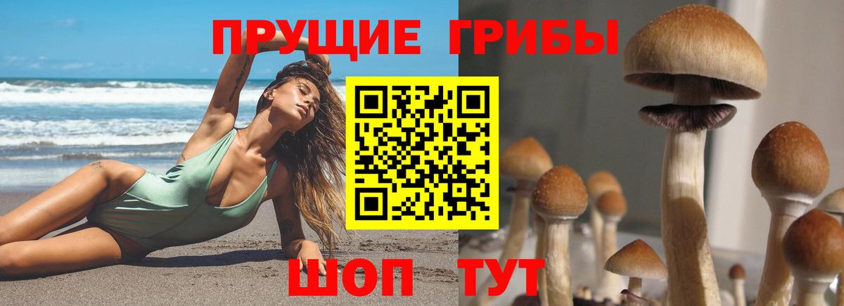 Псилоцибиновые грибы Cubensis Чайковский